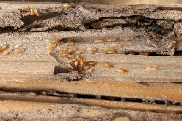 Best Cockroach Control Services  in Greensboro, AL